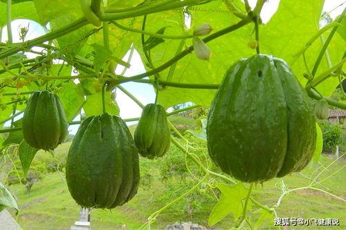 佛手瓜早上吃,开启健康活力新一天