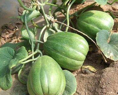 天总在线吃瓜,揭秘娱乐圈幕后风云