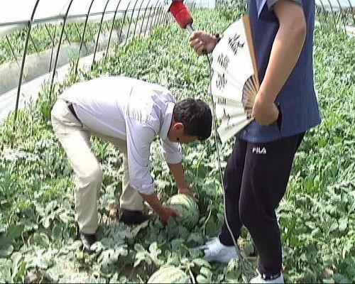 助农吃瓜大赛,助农吃瓜大赛欢乐盛启，共享丰收喜悦”