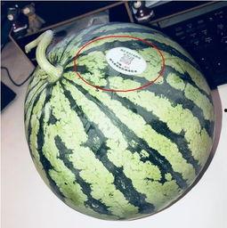 网红吃瓜每日吃瓜