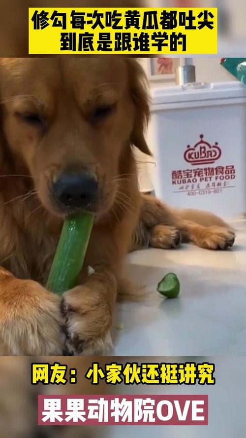 吃蜜瓜金毛,甜蜜邂逅，治愈心灵的温馨故事