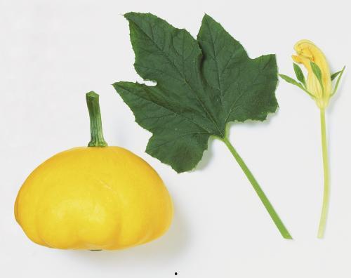 树叶吃瓜事件,一场关于食品安全与教育的反思