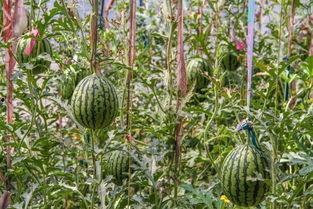 带你吃瓜暑假高温,带你吃瓜避暑攻略